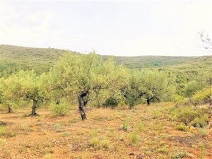 Terreno secano oliveras 9 hg(5)