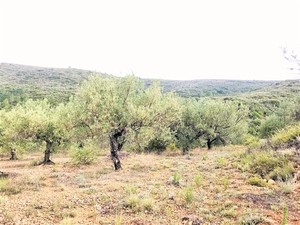 Terreno secano oliveras 9 hg(8)