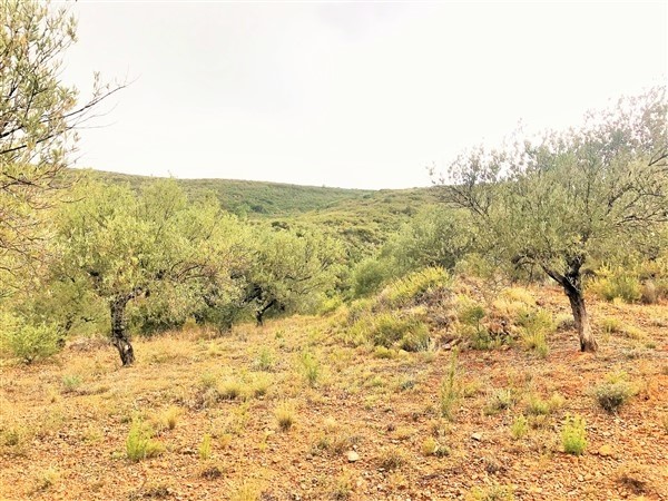 Terreno secano oliveras 9 hg